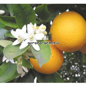 Ароматерапия жидкая цветок апельсинового дерева